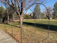 a tree that is next to a fence in the grass and some leaves on the ground