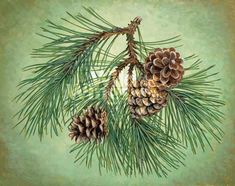 two pine cones on a branch with green background