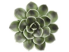 a large green flower is shown on a white background and it looks like the center piece of a succulent plant