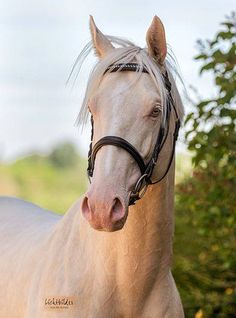 a white horse with blonde hair standing in the grass and looking at the camera while wearing a bridle