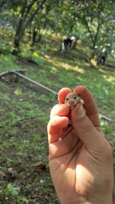 a hand holding a tiny animal in the middle of a forest with other animals behind it