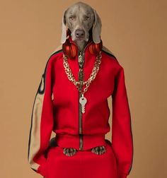 a dog in a red outfit with headphones and chain around it's neck