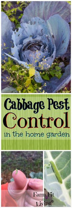 cabbage pest control in the home garden with text overlay that reads cabbage pest control in the home garden