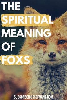 a red fox with the words, the spiritual meaning of foxes