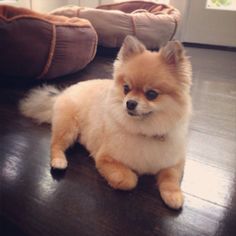 a small brown dog sitting on top of a wooden floor