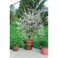 a potted plant with white flowers in it