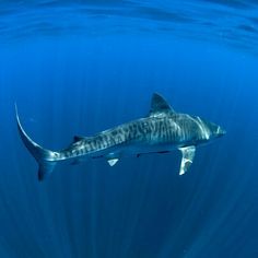 a large shark swimming in the blue water