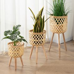 three potted plants sitting on top of wooden stands