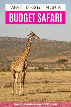 a giraffe standing in the middle of a field with text overlay reading what to expect from a budget safari