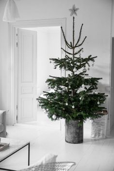 a black and white photo of a small christmas tree in a pot on the floor