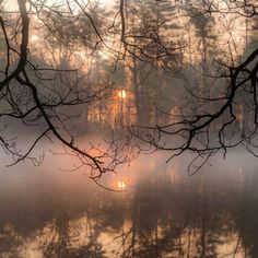 the sun shines through the foggy trees in front of a body of water