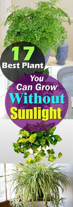 there are many different types of plants in the room with text that reads 17 best plant you can grow without sunlight