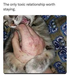 a person holding a cat in their arms with the caption that reads, the only toxic relationship i am telling to stay in