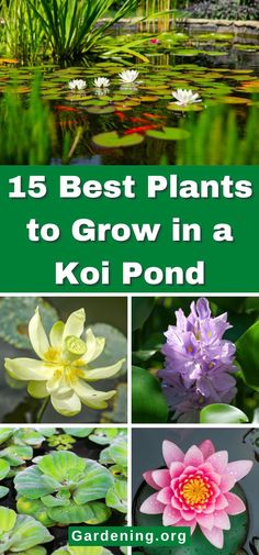 flowers and plants with the title 15 best plants to grow in a koi pond