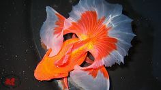 an orange and white fish in a black bowl