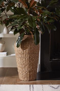 a large potted plant sitting on top of a wooden floor