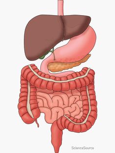 the anatomy of the human body showing the liver, stomach and large intestories