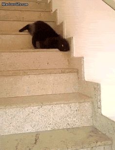 a black cat sitting on top of a set of stairs