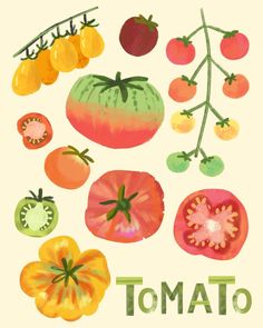 an illustration of tomatoes and tomatoes with the word tomato written below them on a white background