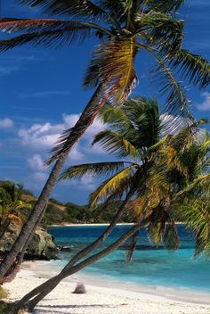 the beach is lined with palm trees and blue water