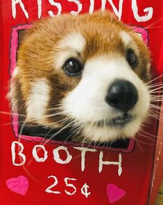 a close up of a dog's face on a red box with the words missing booth 25