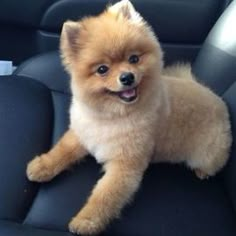 a small brown dog sitting on top of a black seat in the back of a car