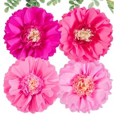 three pink and one red flowers on a white background