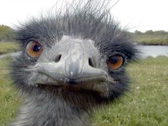 an ostrich is looking at the camera