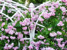 pink roses are growing on the side of a white trellis in front of green leaves