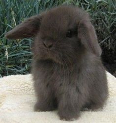 a small rabbit sitting on top of a white blanket