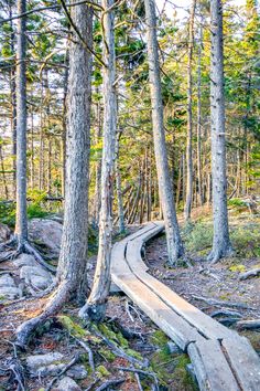 a wooden path in the middle of a forest