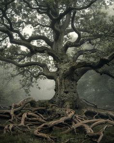 an old tree with many roots in the forest