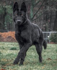 a large black dog standing on top of a lush green field with trees in the background