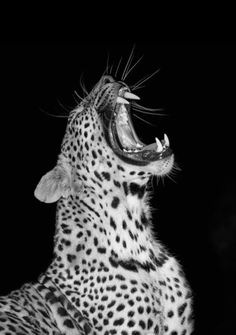 a black and white photo of a cheetah yawning with its mouth open