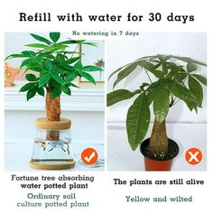 there are three different types of plants in the vases and one is labeled with water for 30 days