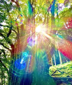 the sun shines brightly through the trees in this colorful forest photo taken by an unknown photographer