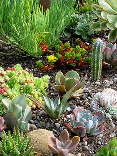 many different types of succulents in a garden