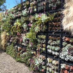 a wall made out of plants and grass