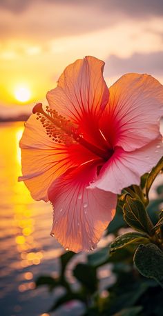 a large pink flower sitting on top of a lush green leaf covered hillside next to the ocean