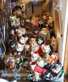 a bunch of dogs that are sitting on some stairs