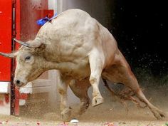 a large bull is standing in the dirt near a red door and some trash cans