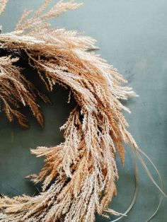 some brown and white plants on a gray surface with one plant in the foreground