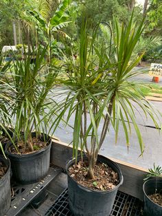 several potted plants are sitting on the ground