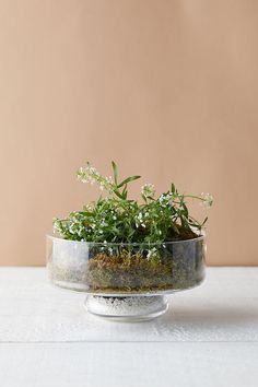 a glass bowl filled with plants on top of a table