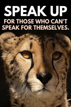 a cheetah with the words speak up for those who can't speak for themselves