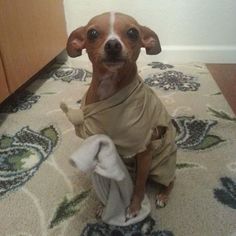 a small brown dog sitting on top of a rug next to a wooden cabinet door