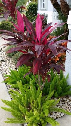 some very pretty plants by the side of a house