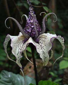 a purple and white flower in the middle of some leaves