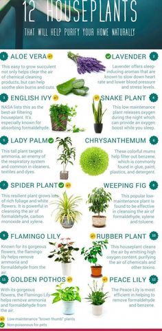 the 12 houseplants that will help your home naturally info pinterest plants