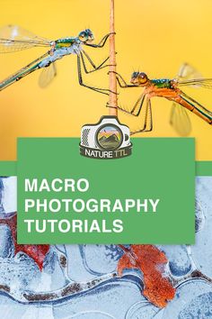 macro photography tips for beginners with photoshopped dragonflys and water drops